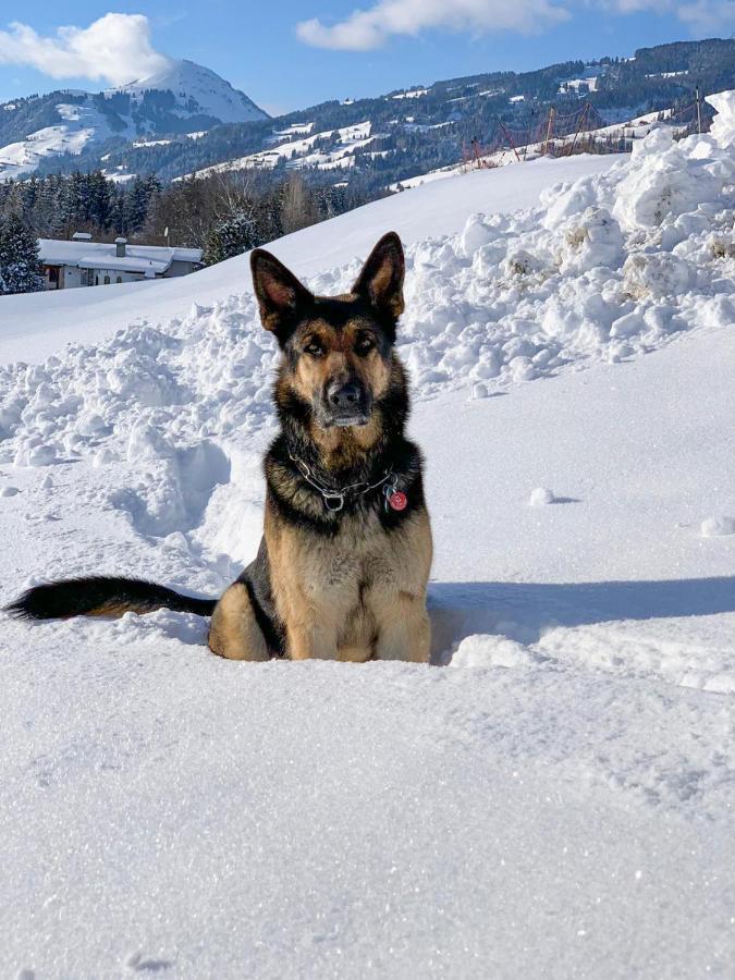 Hotel Garni Wieshof Kirchberg in Tirol Dış mekan fotoğraf